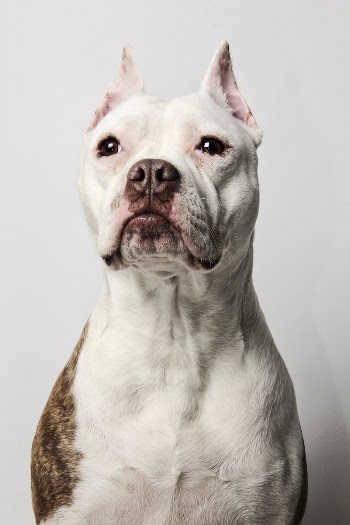 Pit Bull portrait. Free public | Free Photo - rawpixel