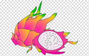 Pitaya Fruit , dragon fruit transparent background PNG clipart