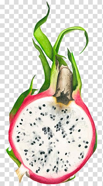 Pitaya Fruit Drawing Watercolor painting, painting transparent background PNG clipart