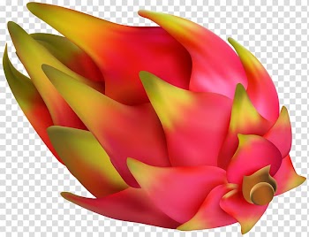 Pitaya , Pitaya transparent background PNG clipart