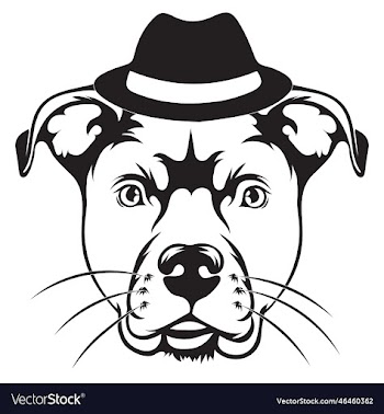 pitbull dog with hat