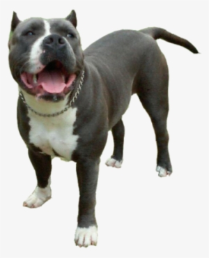 Pitbull PNG, Transparent Pitbull PNG Image Free Download - PNGkey