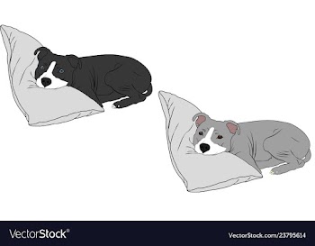  					Pitbull puppy image vector image														