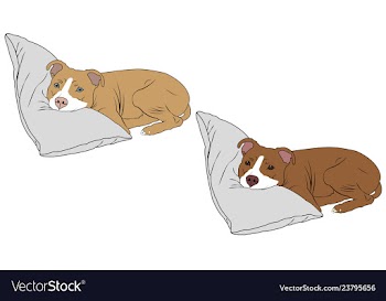  					Pitbull puppy image vector image														