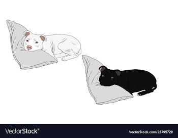  					Pitbull puppy image vector image														