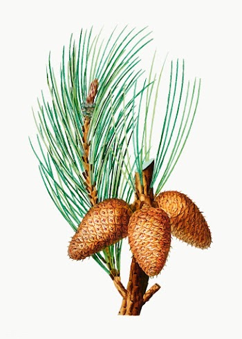 Pitch pine cones | Free stock vector - 568955