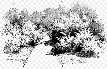 Pittock Mansion, Drawing, Shrub, Tree, Woody Plant PNG