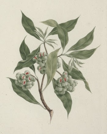 Pittosporum viridiflorum  Sims (pittosporum): | Free Photo - rawpixel