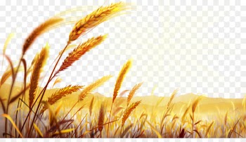 Pizza Wheat Food Dough Wallpaper - Golden wheat field 