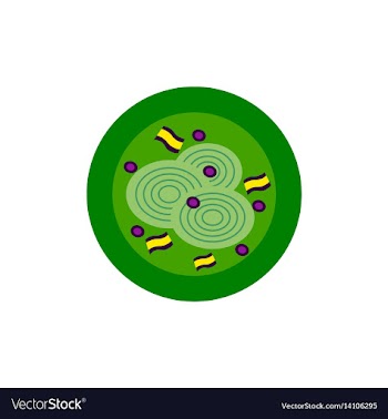 Pizza with onion simple pizza vector image