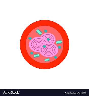 Pizza with onion simple pizza vector image