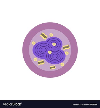 Pizza with onion simple pizza vector image