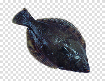Plaice Bony Tilapia Seafood Fish European