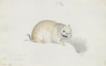 Plains Viscacha by Charles Hamilton | Free Photo - rawpixel