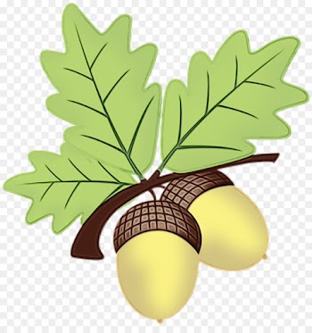 Plane