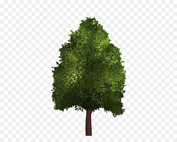 Plane trees Mexican fan palm Topiary Palm trees - tree 