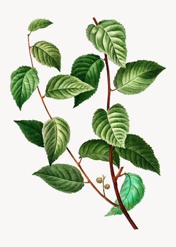 Planer tree leaves | Free stock vector - 569453
