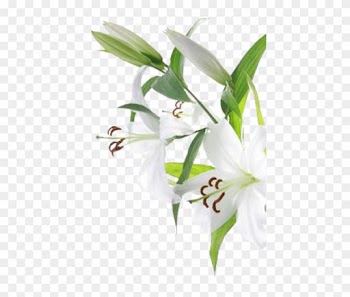 Planning Your Wedding - Fragrance Free Vs Unscented