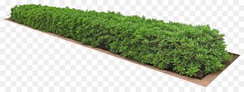 Plant 3D computer graphics Icon - A clump of grass 