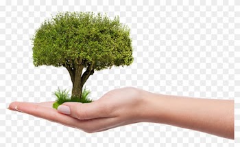 Plant A Tree Png
