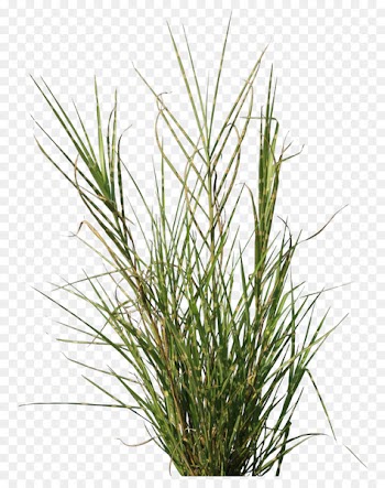 Plant Bamboo Lawn Texture mapping Vetiver - Aquatic plants 
