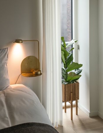 plant beside bed