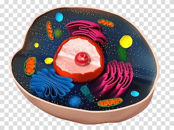 Plant cell Cèl·lula animal Biology, cells transparent background PNG clipart