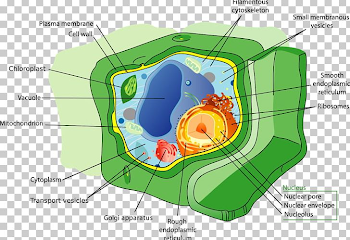 Plant Cell Organelle Vacuole PNG, Clipart, Area, Biology, Cell ...