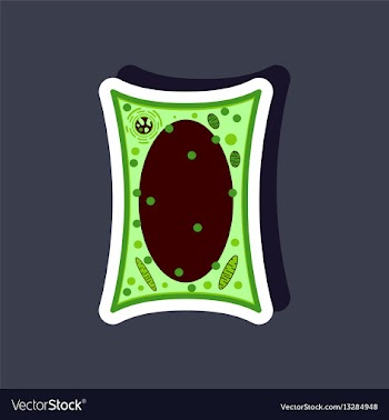 Plant cell paper sticker on stylish background vector image