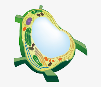 Plant Cell Vacuole Transparent Transparent PNG - 605x636 - Free ...