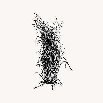 Plant clipart, black and white | Free Vector Illustration - rawpixel