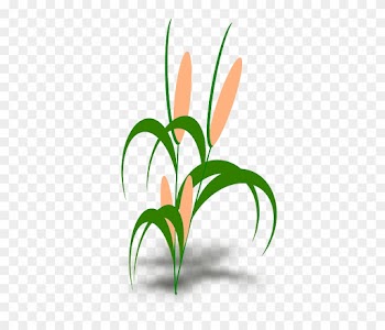 Plant, Cob, Green, Leaves - Food Chain With Snails