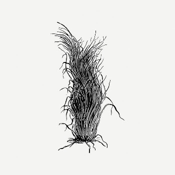 Plant collage element, black and | Free PSD Illustration - rawpixel