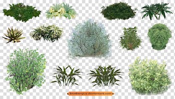 Plant collage, Plant Vegetation Shrub, shrubs plan transparent background PNG clipart