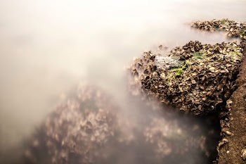 plant covered with fog