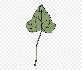 Plant, Extract, Medical, Ivy, Disease, Asthma - Clip Art