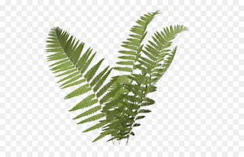 Plant Fern Burknar Clip art - Fern Icon Png 