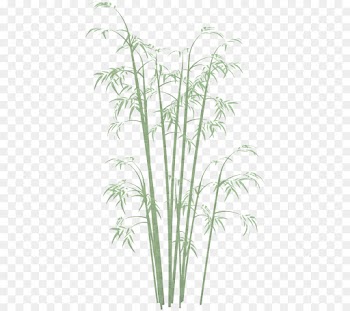 plant flower grass flowering plant grass family