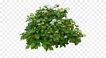 plant flower green leaf flowering plant
