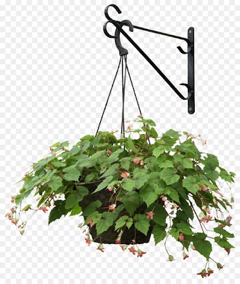 Plant Flower Landscape architecture - Hanging plants 