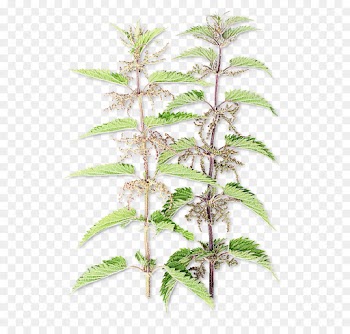 plant flower leaf tree flowering plant