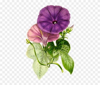 Plant, Flower, Nature, Leaf, Isolated, Vintage, Blossom - Giclee Painting: Paxton's Plum Morning Glory, 26x18in.