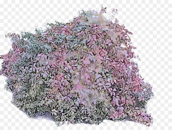 plant flower pink lilac tree