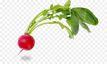 plant flower radish food natural foods