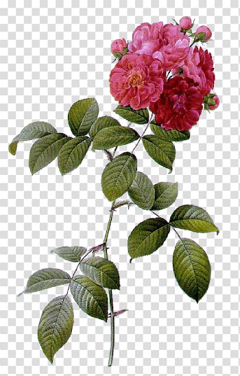 Plant Flower Rose Multiflora French Roses Les