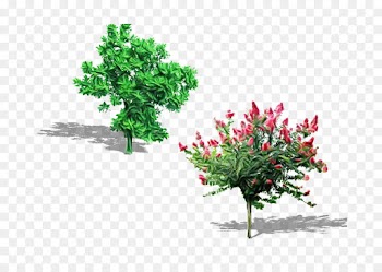 plant flower tree grass flowering plant