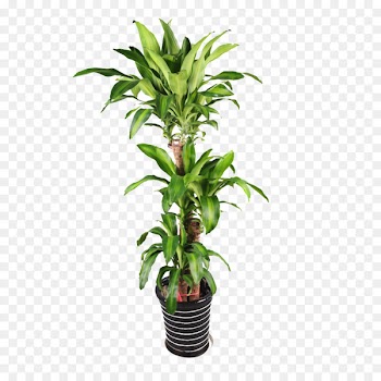 Plant Flowerpot Bonsai - Green plant potted plants 