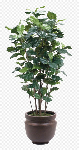 Plant Flowerpot Glass - A pot of green plants 