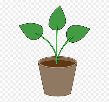 Plant, Flowerpot, Pot, Gardening, Leaf, Houseplant - Crop