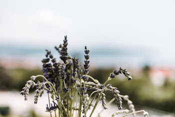 Plant Focus Photography